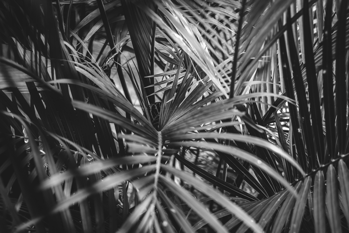 Evergreen-Content